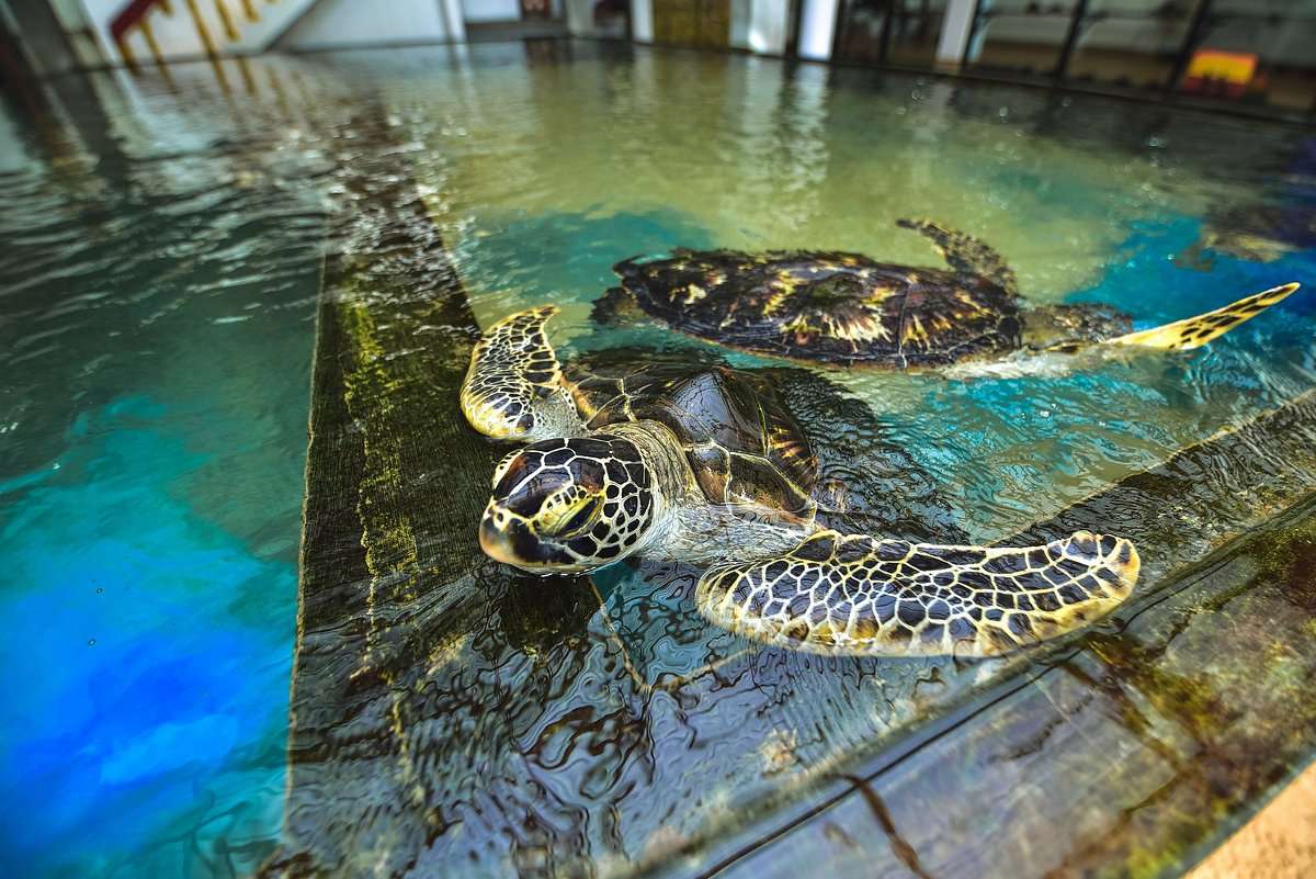 Turtle Hatchery