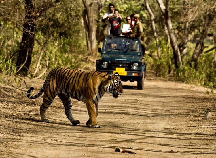 Wildlife Safari