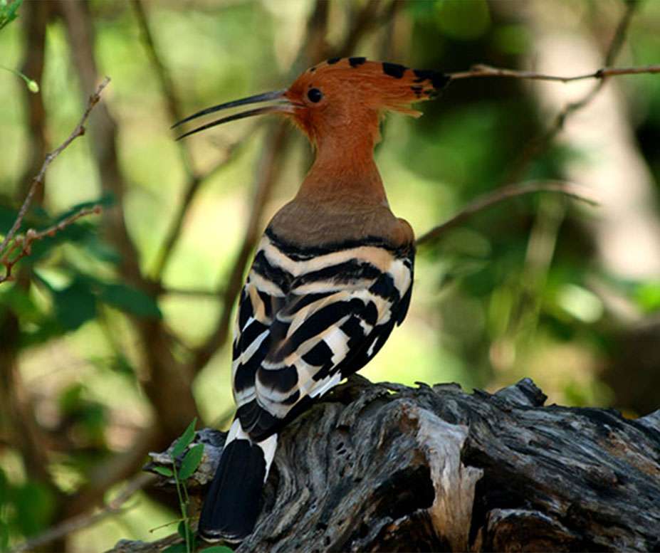 Yala nationnational park